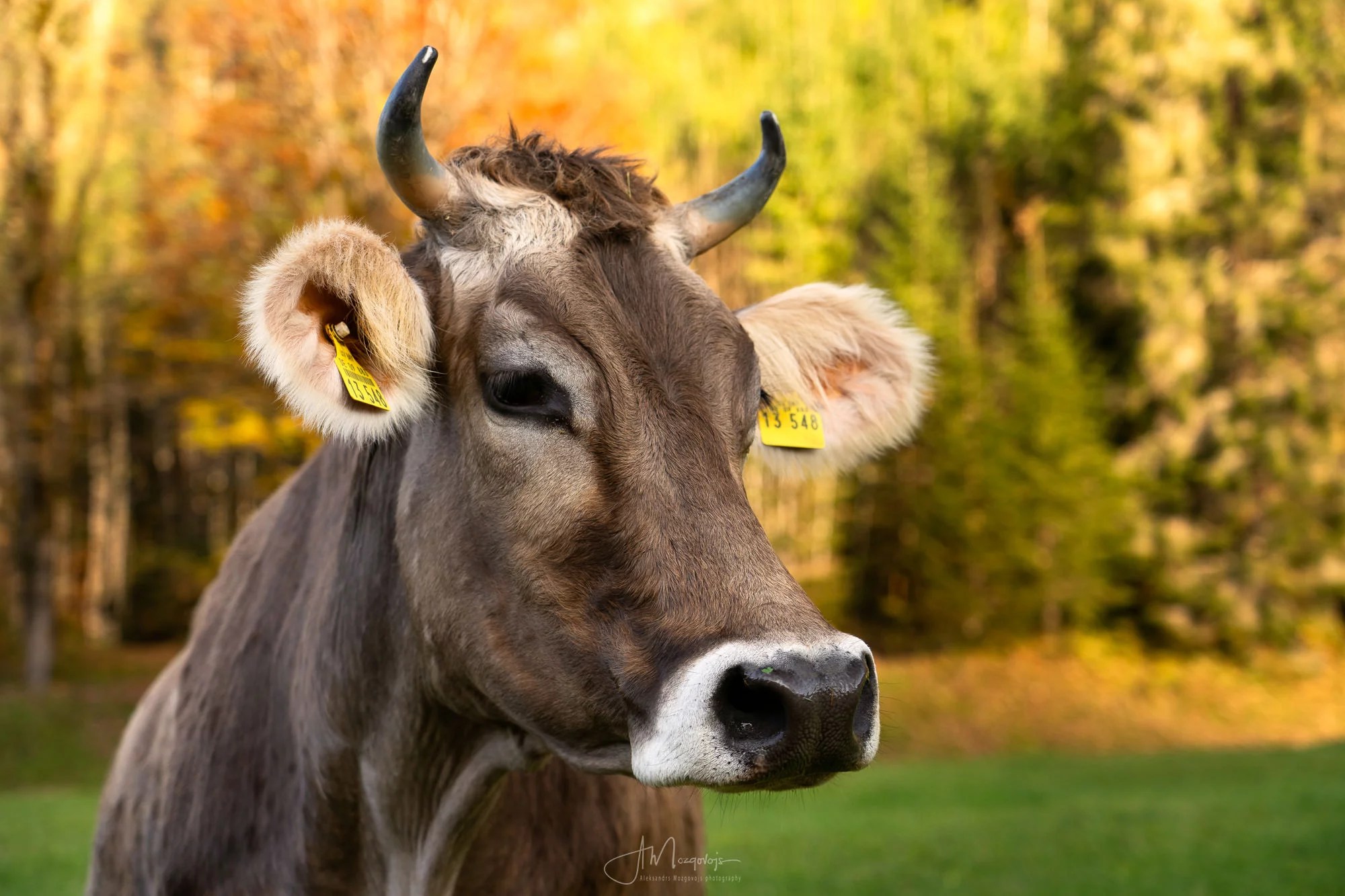 A cow posing for us in Stillachtal Valley, Oberstdorf, Allgäu
