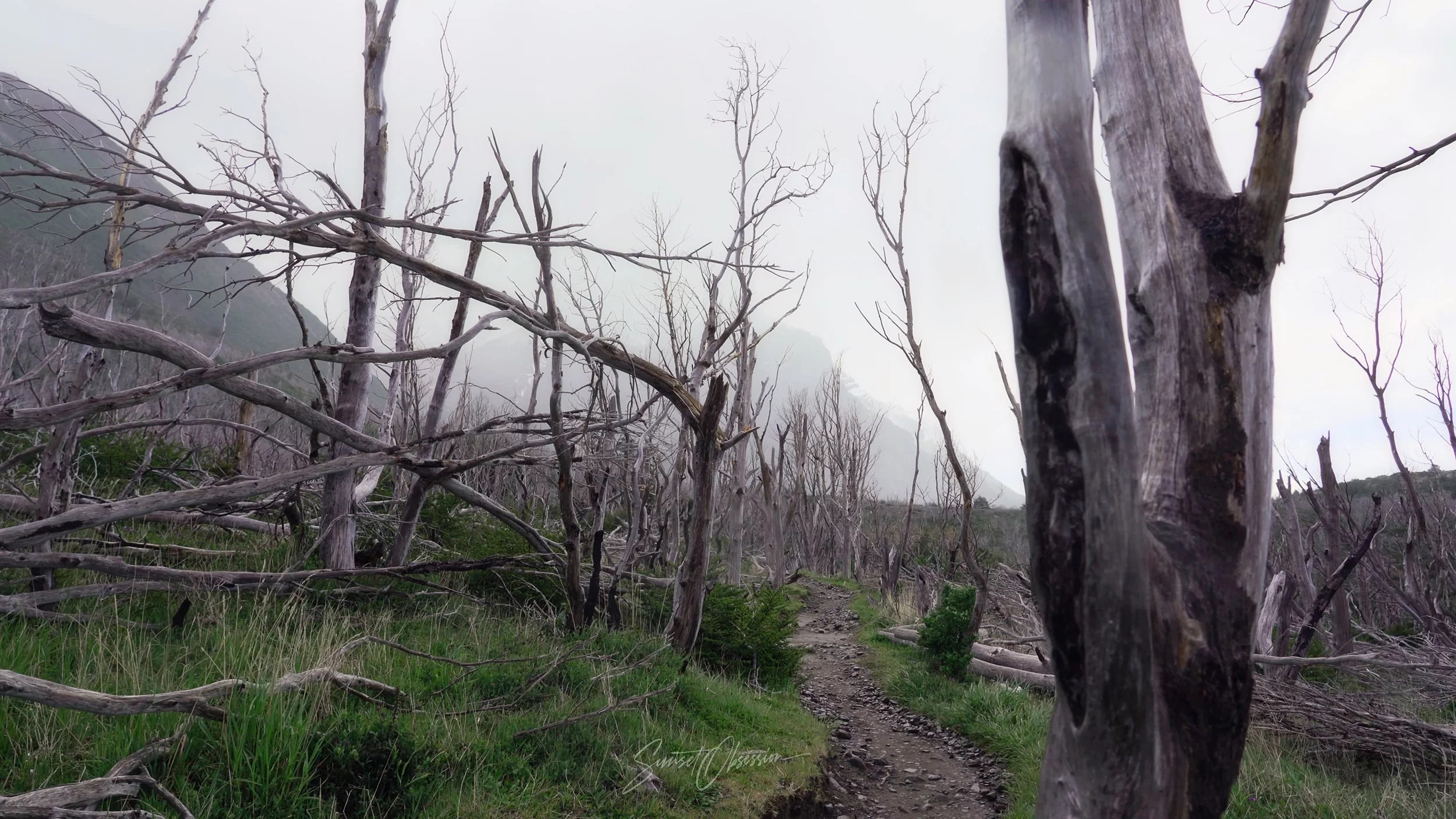 Dead tree forest. In windy conditions it looks rather menacing