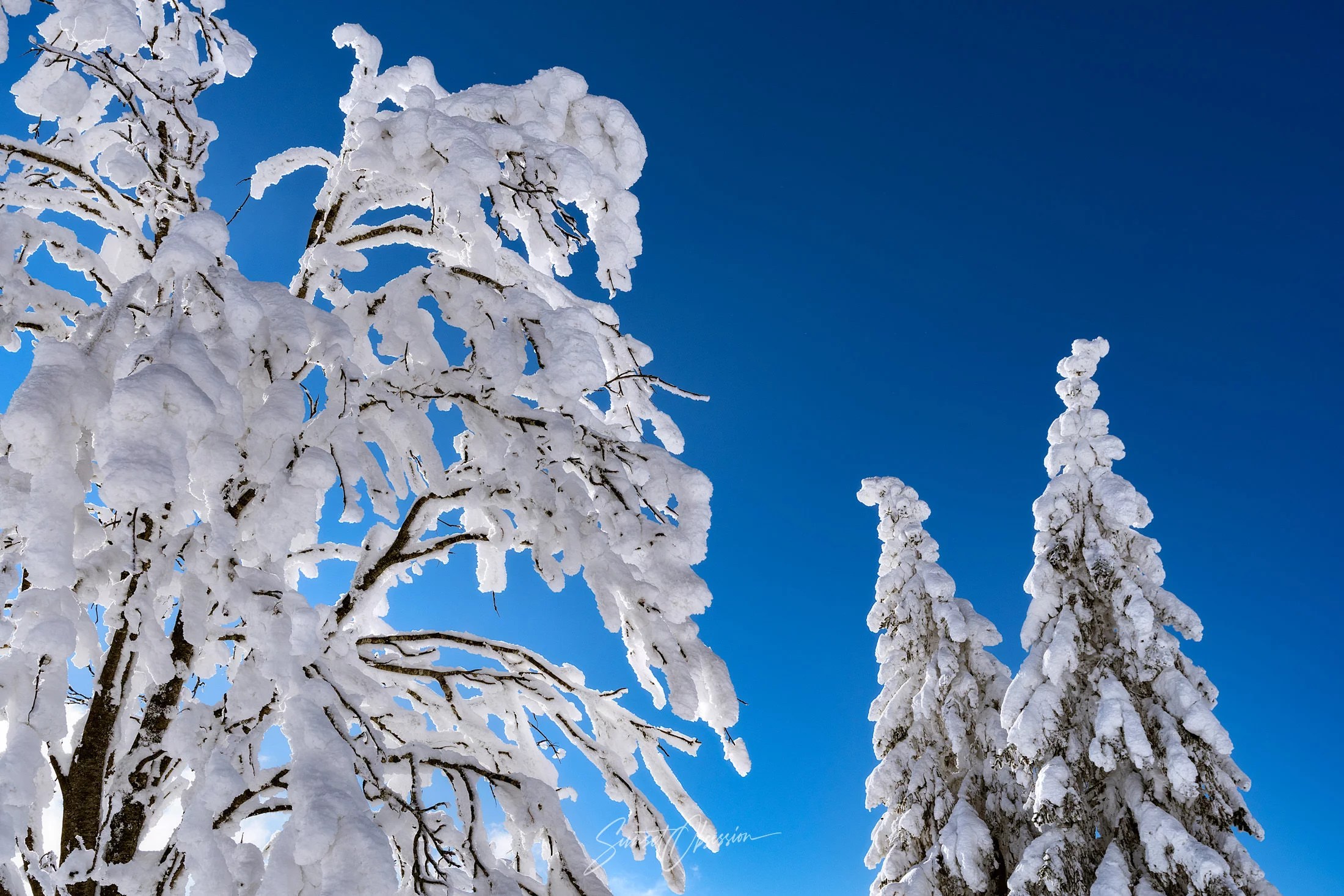 Frozen trees on Feldberg in the Black Forest, southern Germany