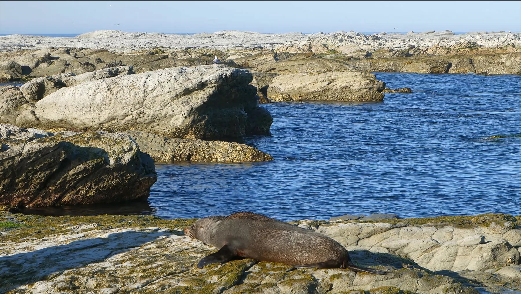 Seal having a rest on the rocks
