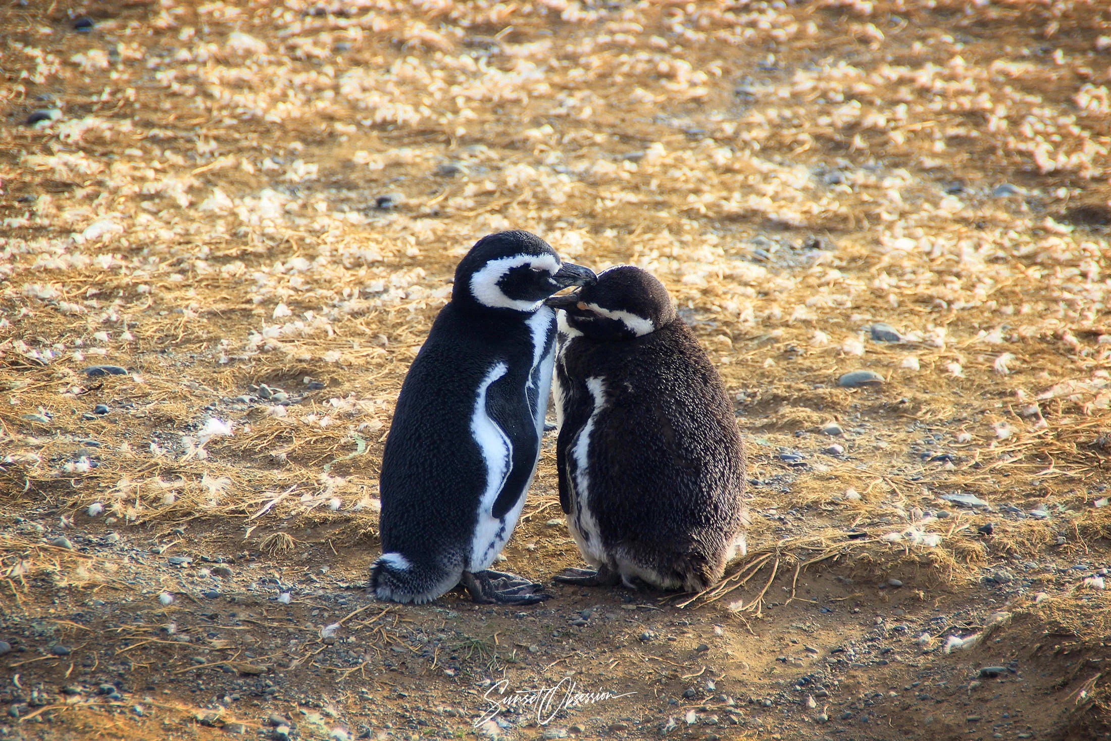 Cute penguins on the Isla Magdalena near Punta Arenas