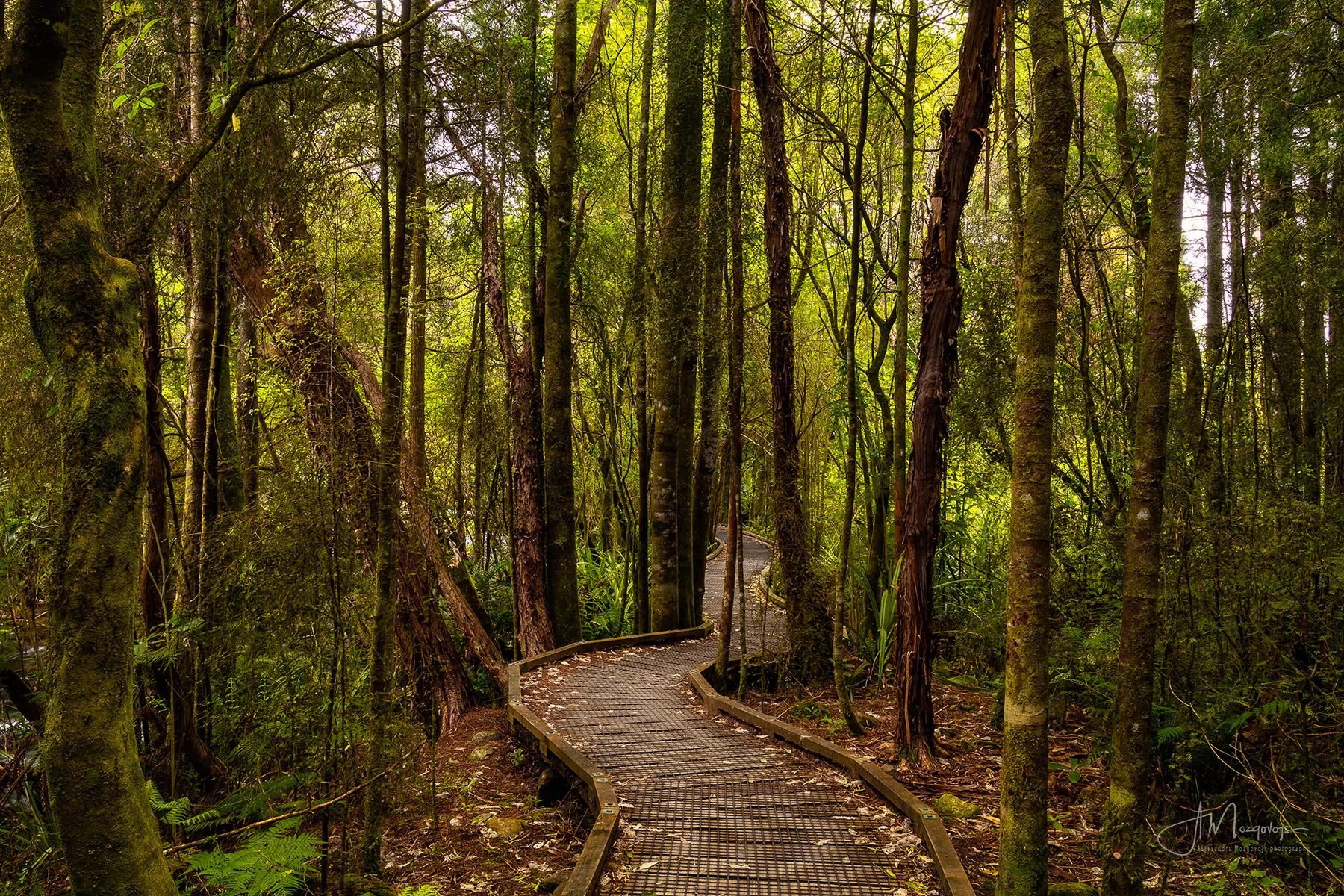 Road into Grove Scenic Reserve