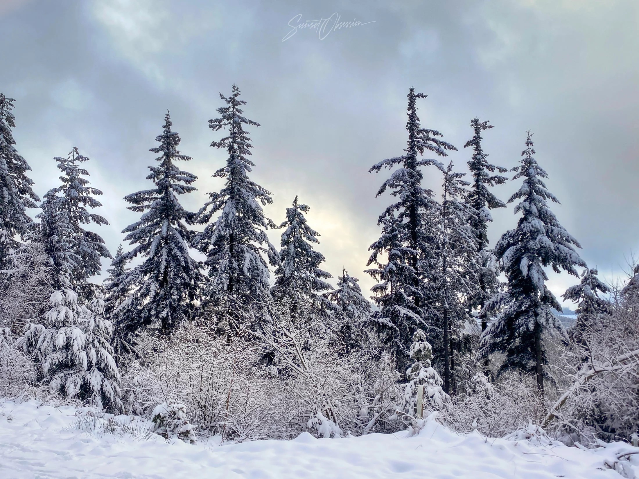 Through the winter wonderland in Black Forest