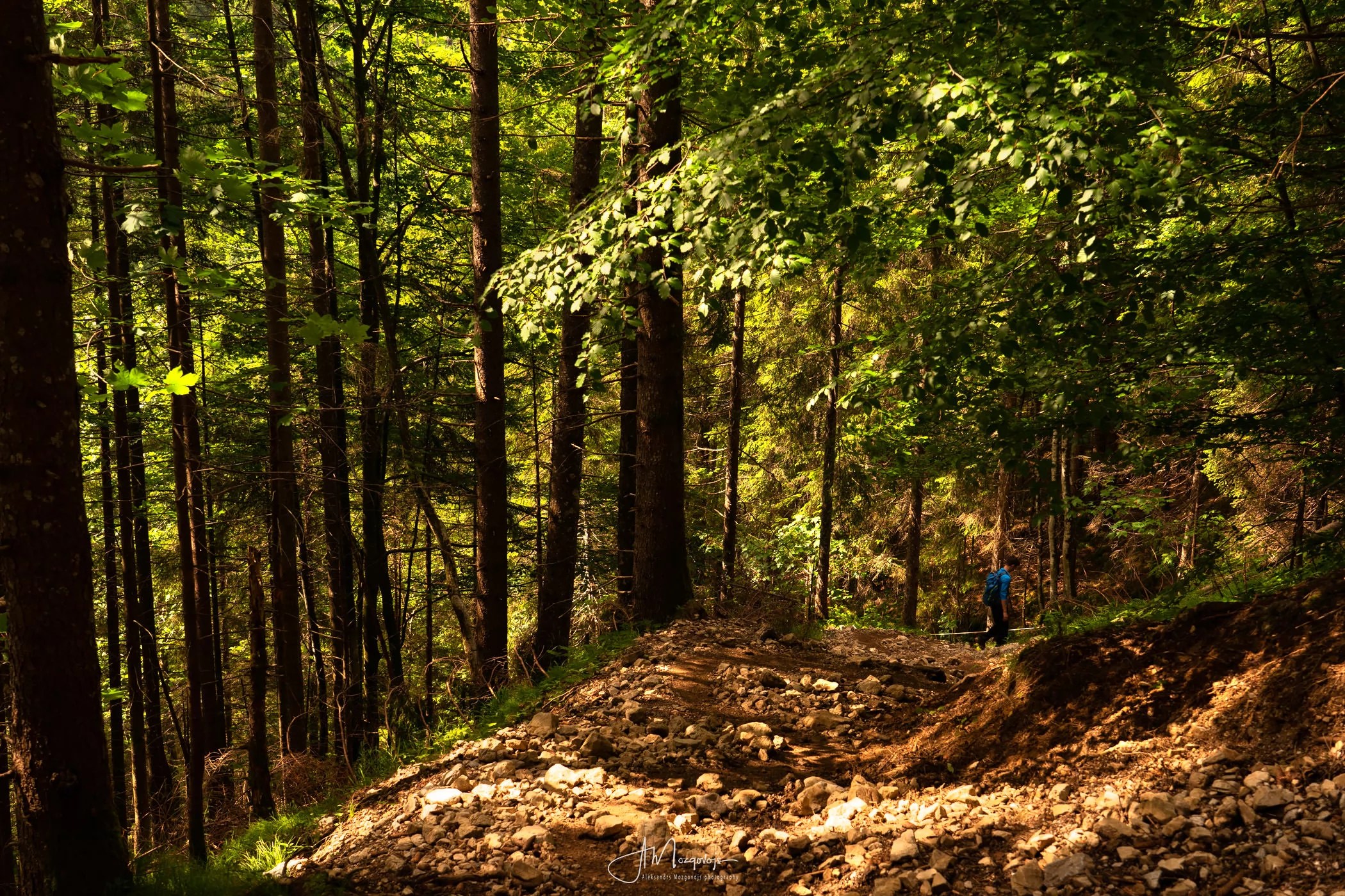 A steep ascent through the forest