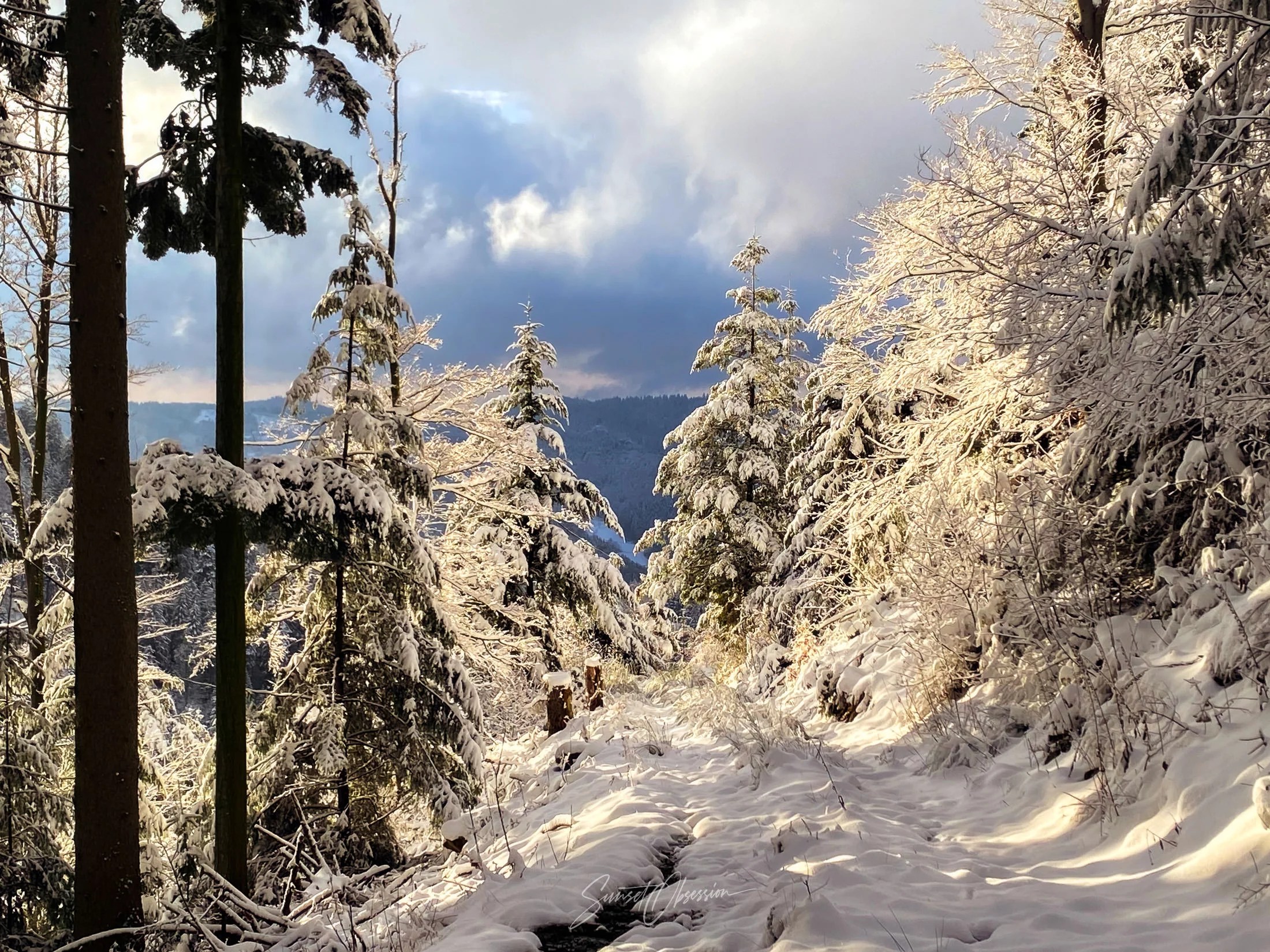 Afternoon sun turning Black Forest into a splendid winter wonderland