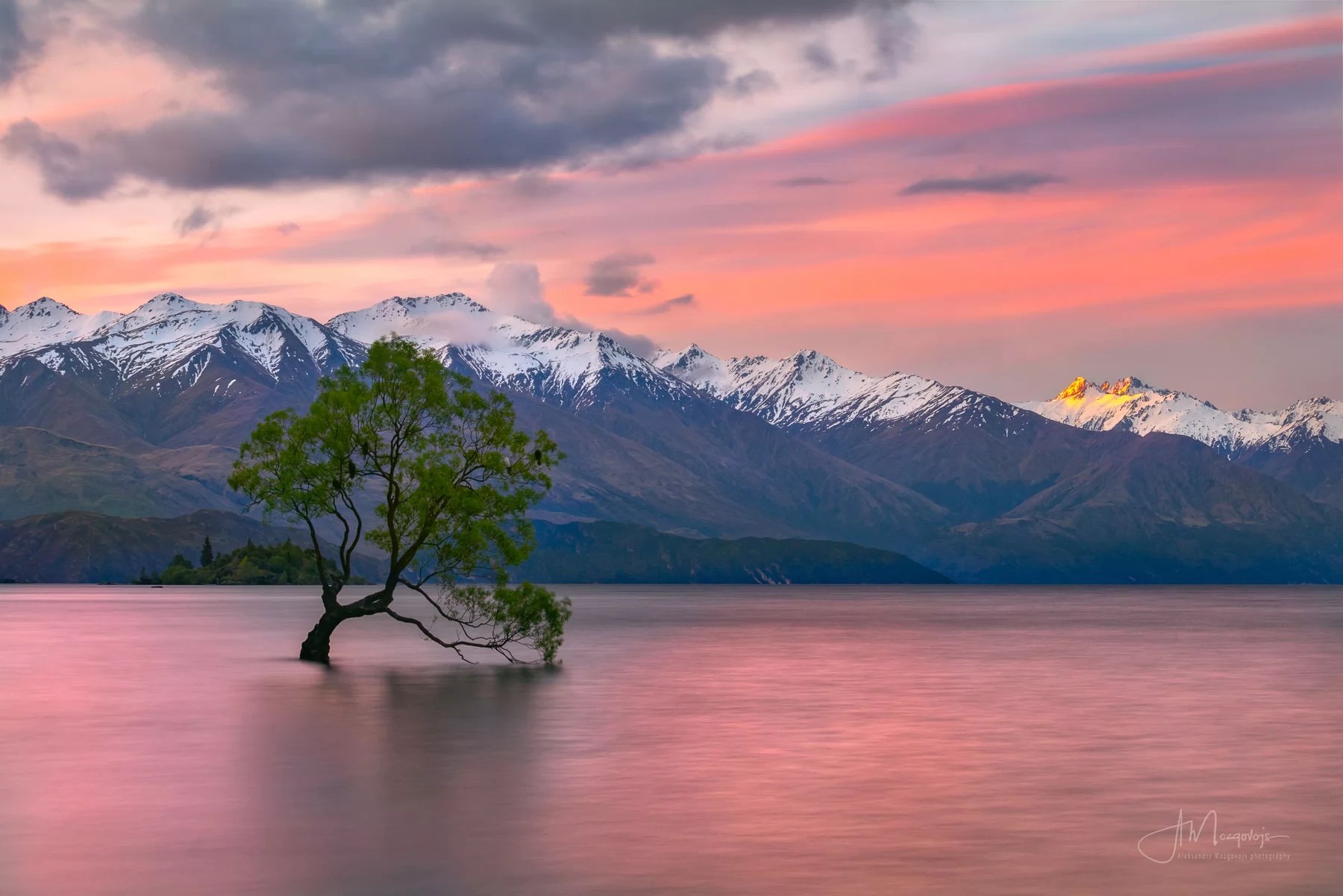Wanaka Tree at sunset, South Island, New Zealand