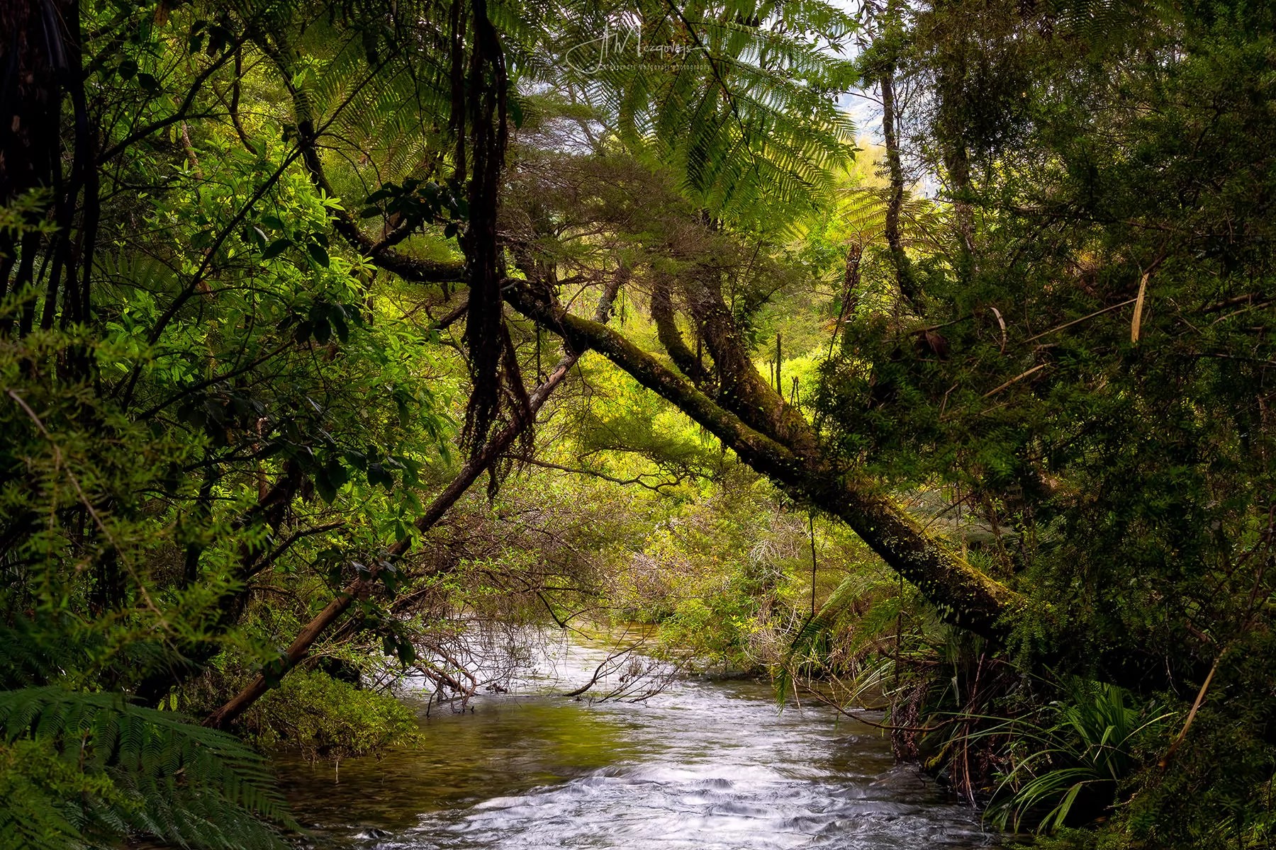 Grove Scenic Reserve feels like a real jungle