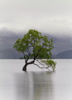 That Wanaka Tree